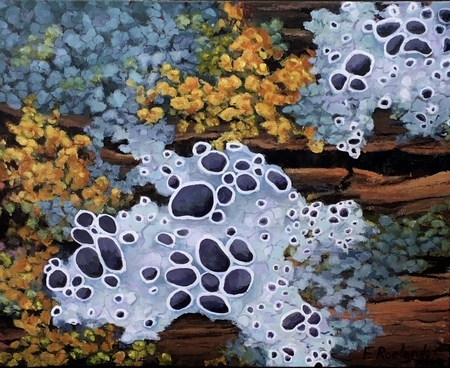 "Likin Them Lichens"
